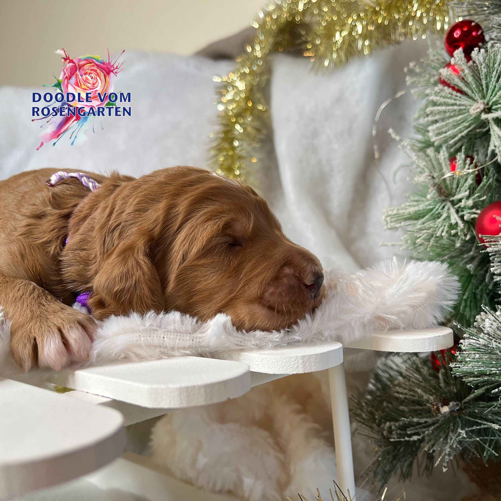 Doodle vom Rosengarten, Labradoodle, Goldendoodle, Züchter, Hundezüchter, Hessen