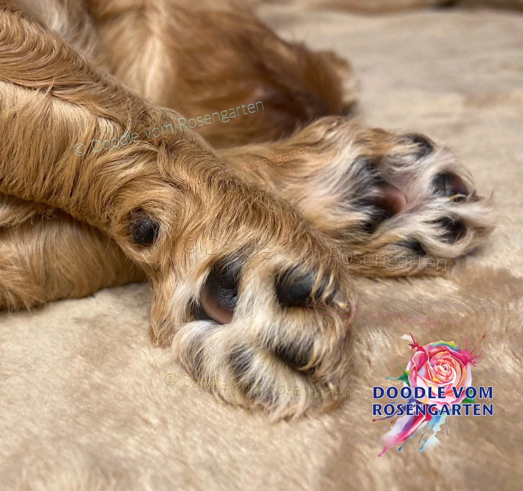 Doodle vom Rosengarten, Labradoodle, Goldendoodle, Züchter, Hundezüchter, Hessen, Katinka Spiegler