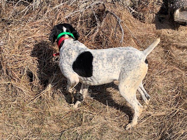 black and white bird dog