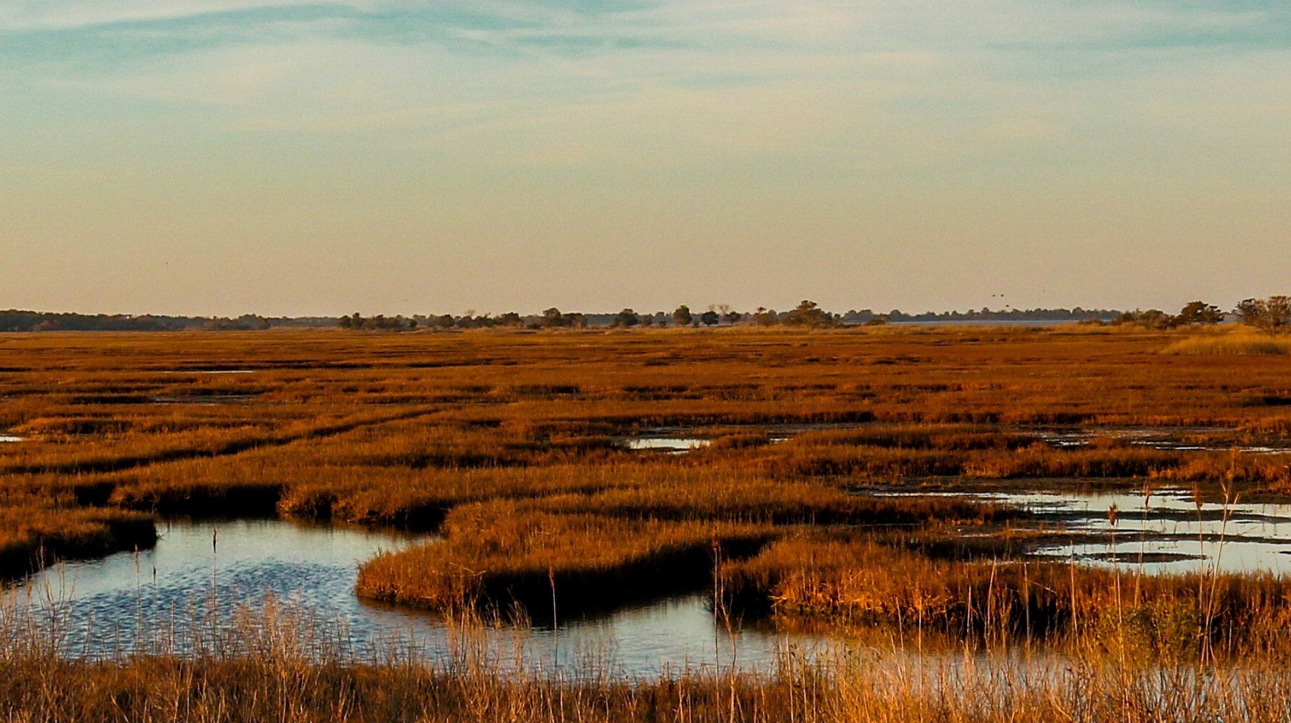 11 Facts About Salt Marshes and Why We Need to Protect Them