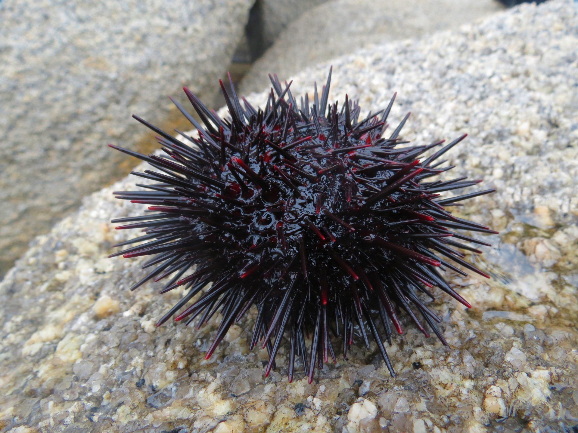 Erizo de Mar