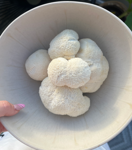 Weiße Igelstachelbart-Pilze, eine Ansammlung flauschiger, strukturierter Pilze, in einer weißen Schüssel.