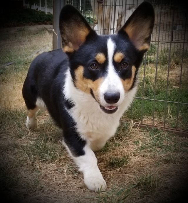 certain creek corgis