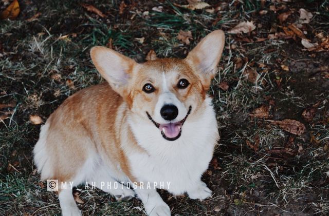 certain creek corgis