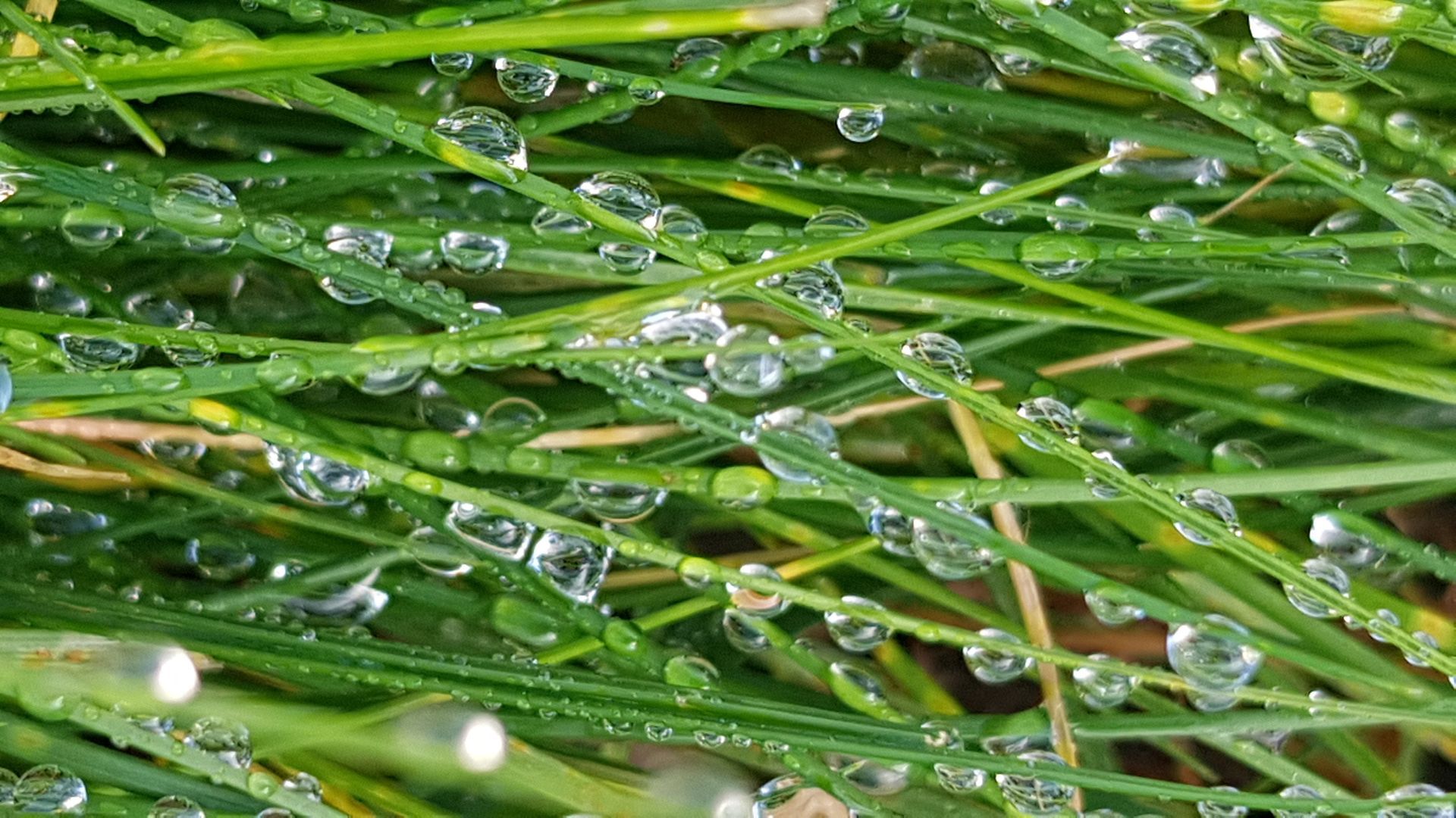 Der Anteil von Eisen, Phosphor, Calcium, Vitamin C und Vitamin B2 sank innerhalb der letzten 25 Jahre um bis zu 38%!