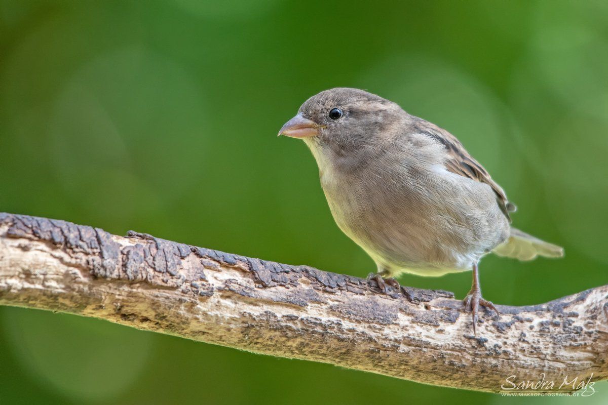 Schöne Fotos von diversen Vögeln (Aves)