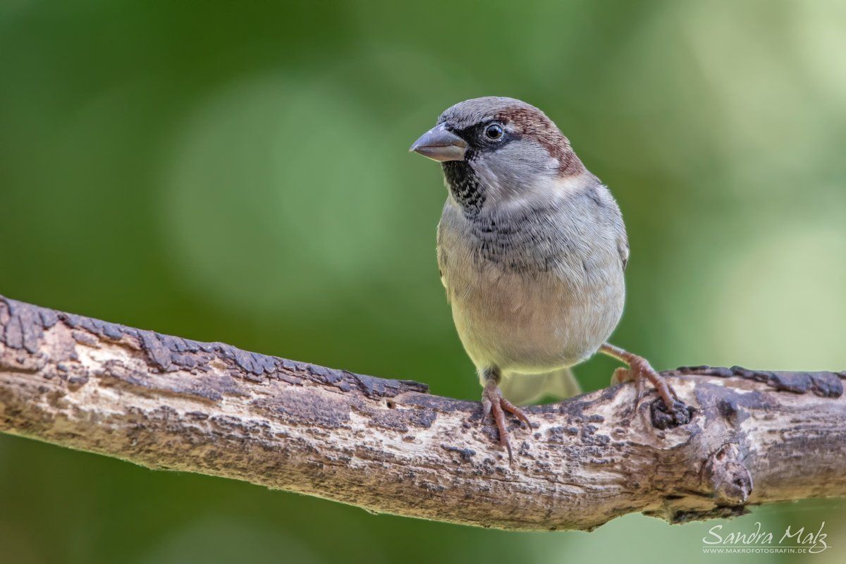 Schöne Fotos von diversen Vögeln (Aves)