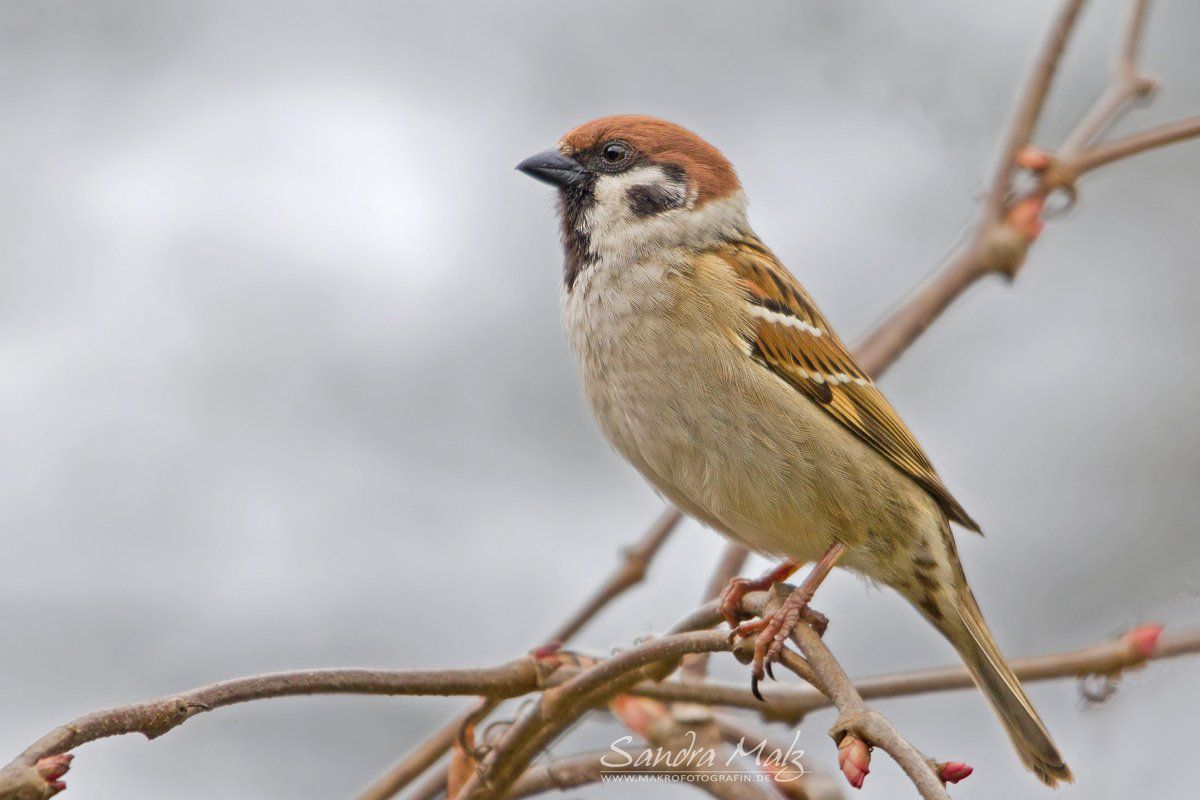 Schöne Fotos von diversen Vögeln (Aves)