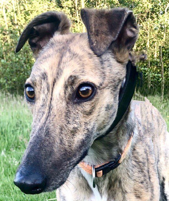 lurcher rescue north east