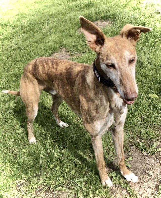 cost of dog boarding near me