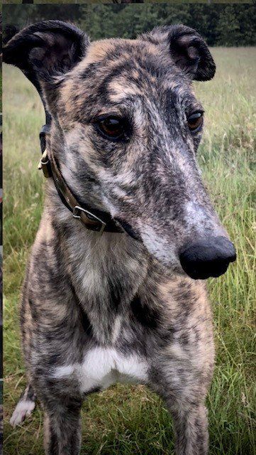 lurcher rescue north east