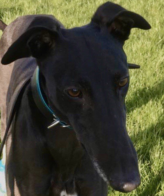 lurcher rescue north east