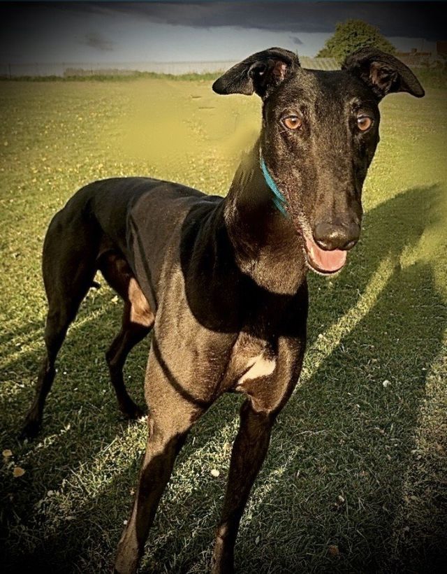 lurcher rescue north east