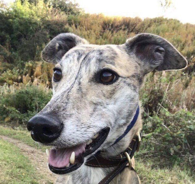 lurcher rescue north east