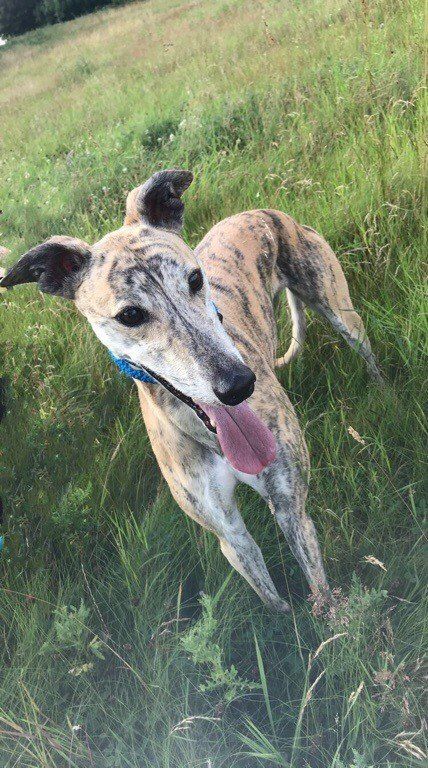 lurcher rescue north east