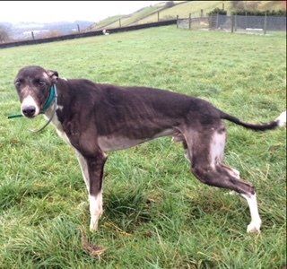 lurcher rescue north east