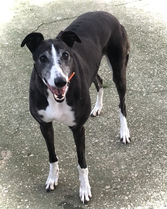 lurcher rescue north east