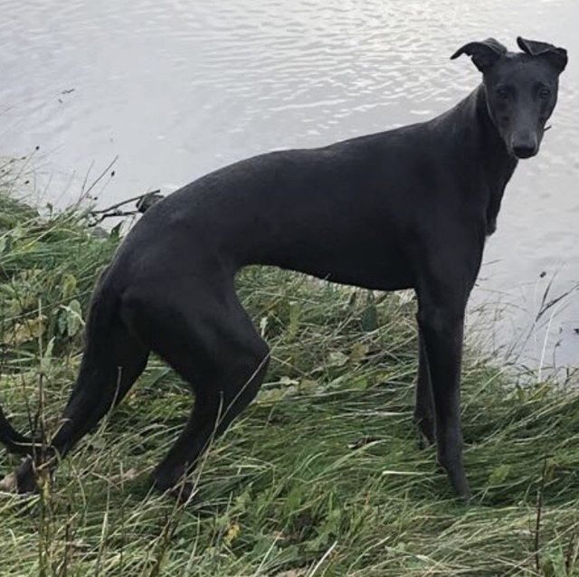 lurcher rescue north east