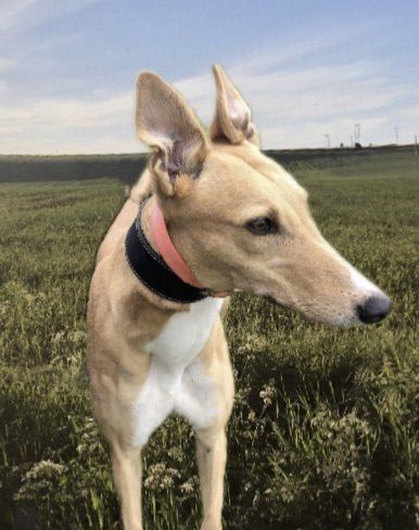 lurcher rescue north east