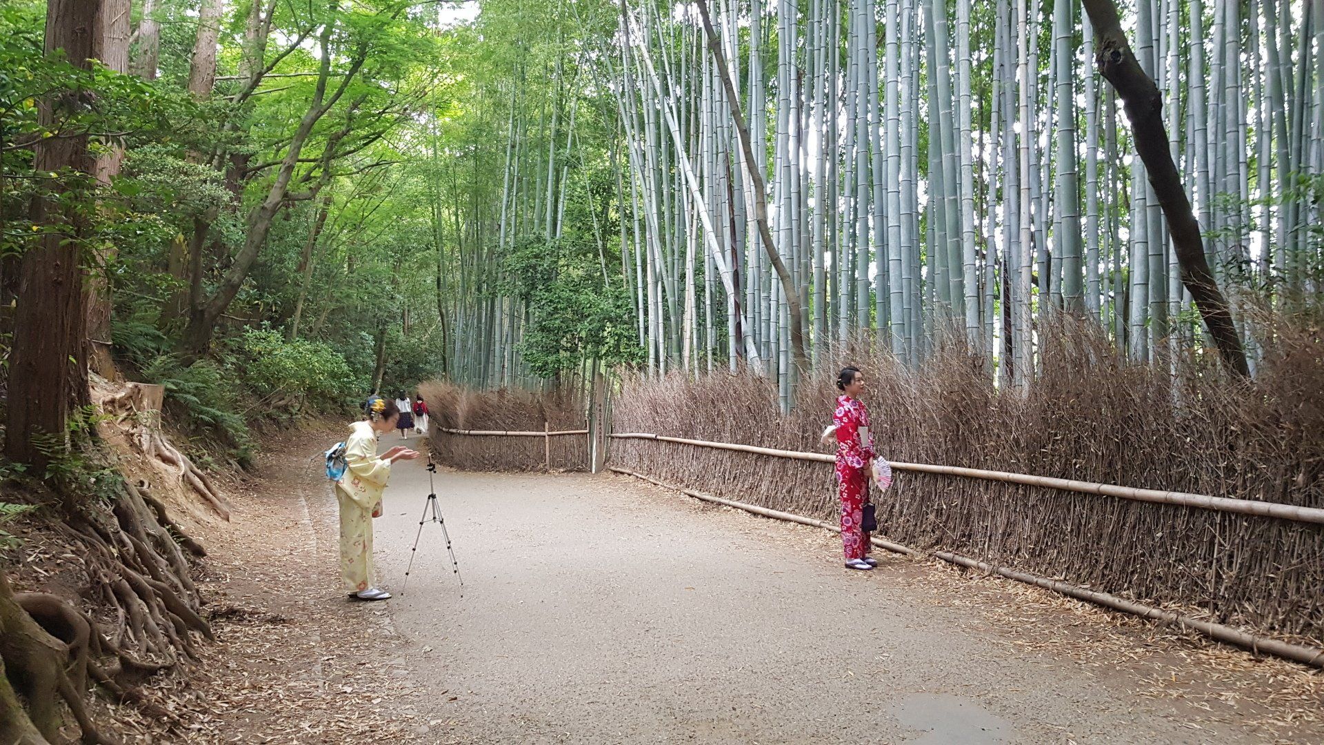 Arashiyama; Bambuswald; bamboo forest