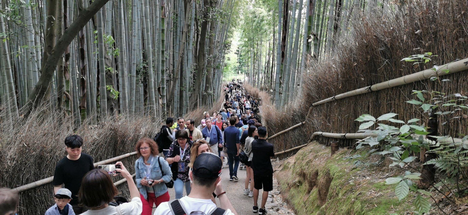 Arashiyama; Bambuswald; bamboo forest; Kimonowald