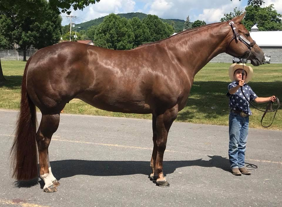 It is the mission of the New York State Quarter Horse Association to