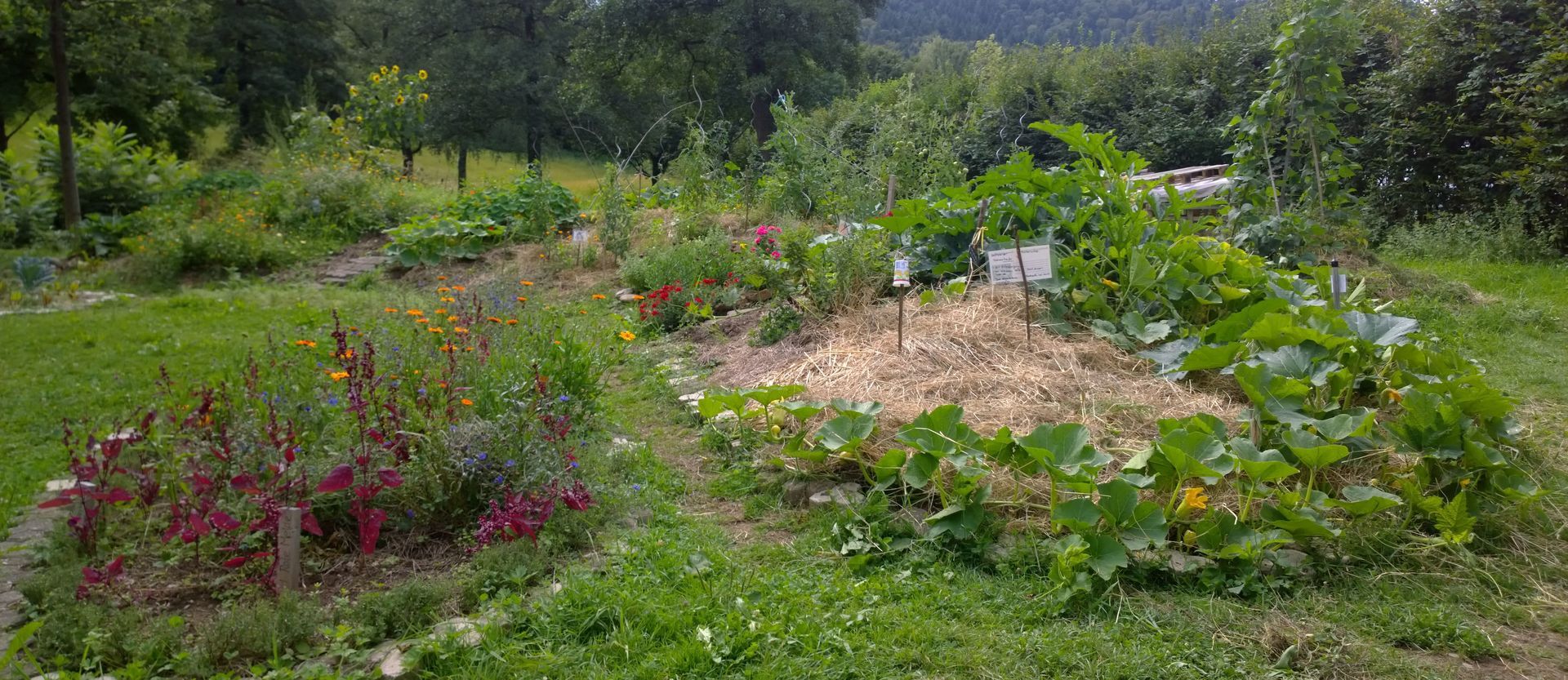 Spaziergang durch den Garten