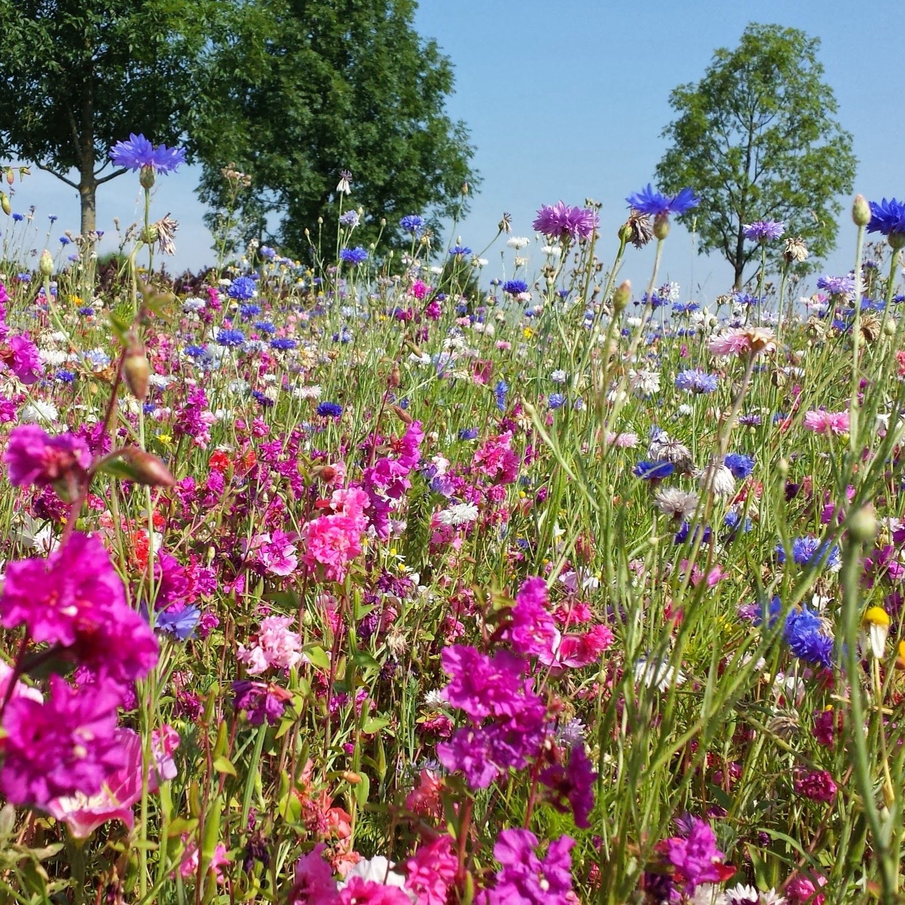 Blumenwiese