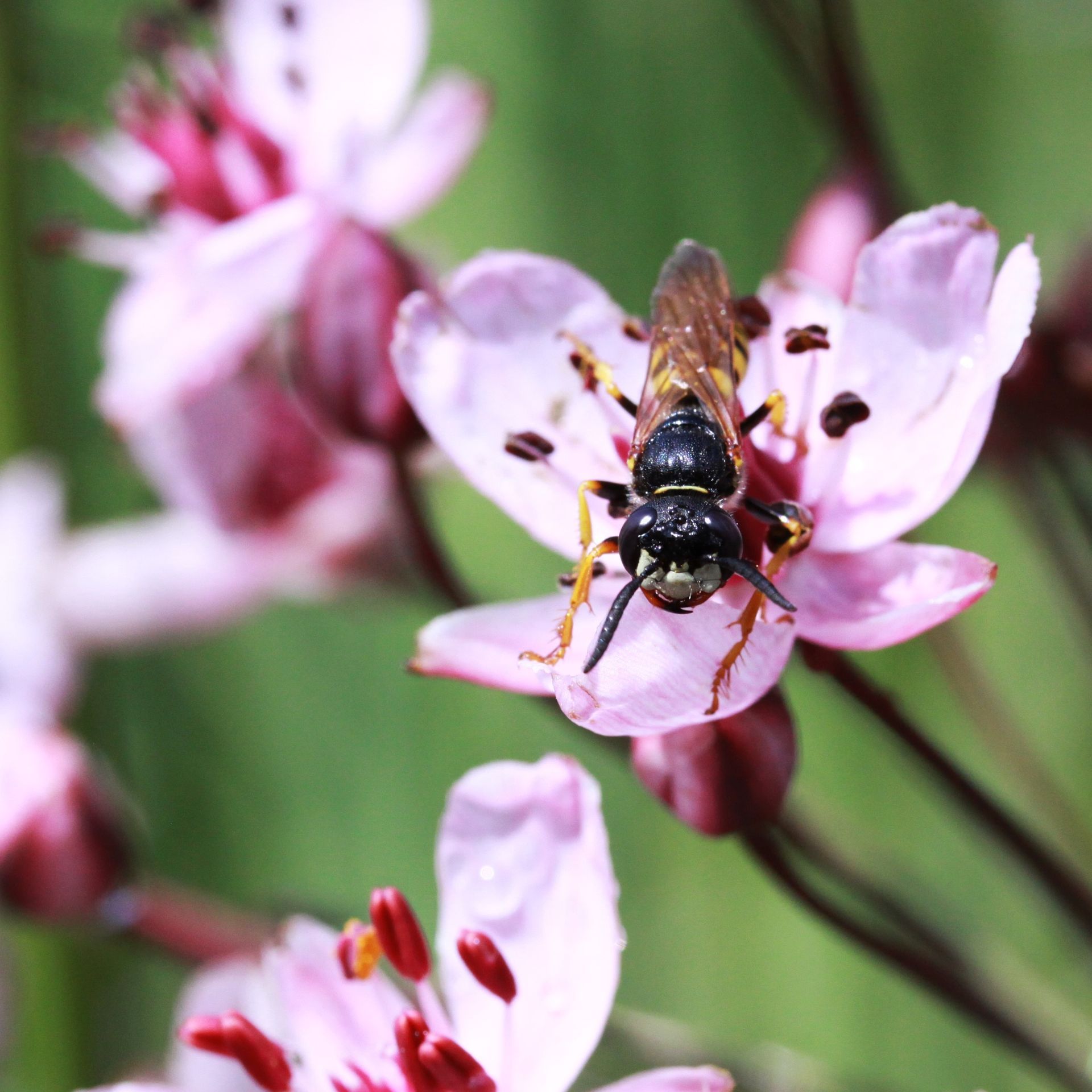 Bienenwolf 