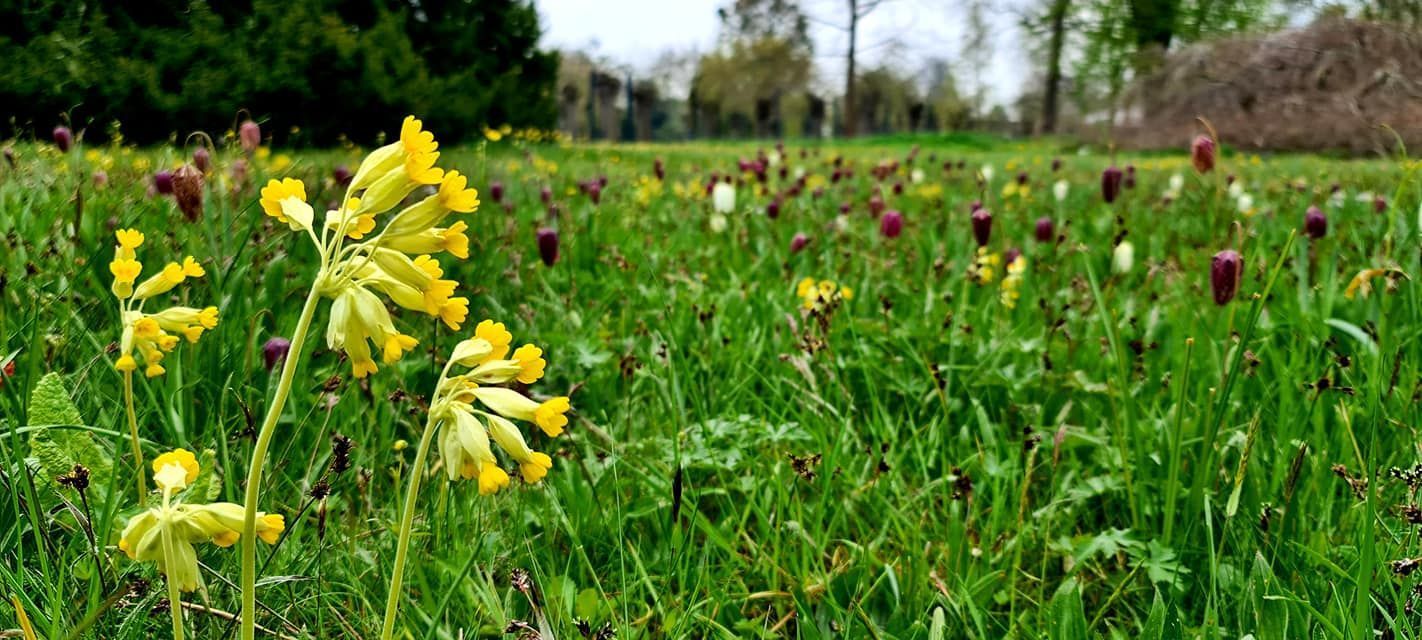 Blumenwiese im Frühjahr