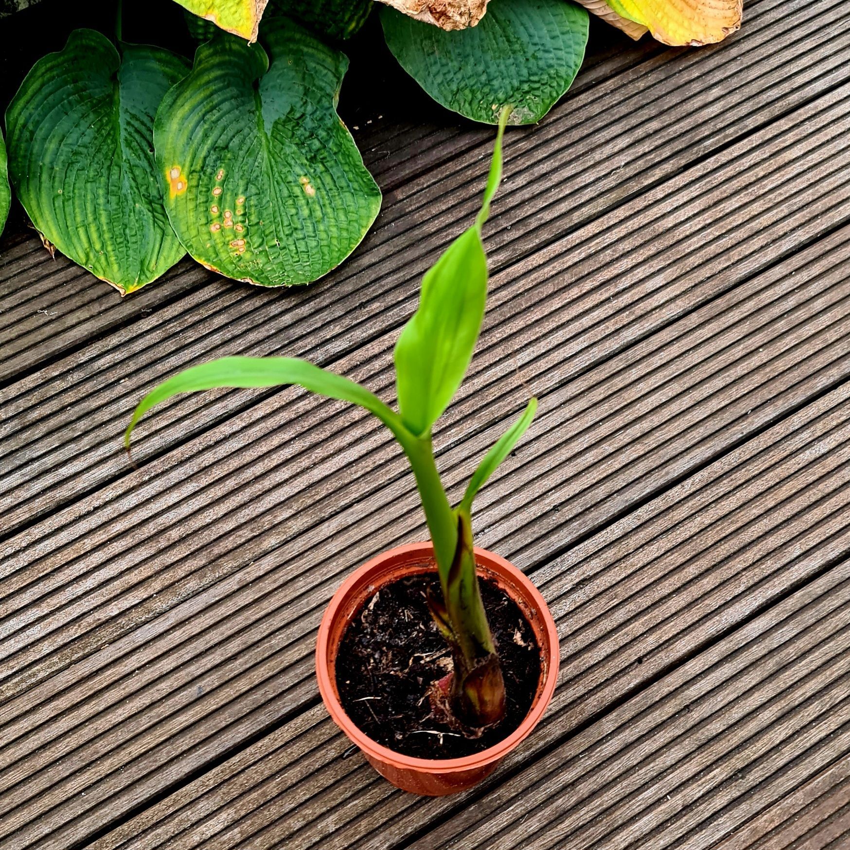 Bananenpflanze klein