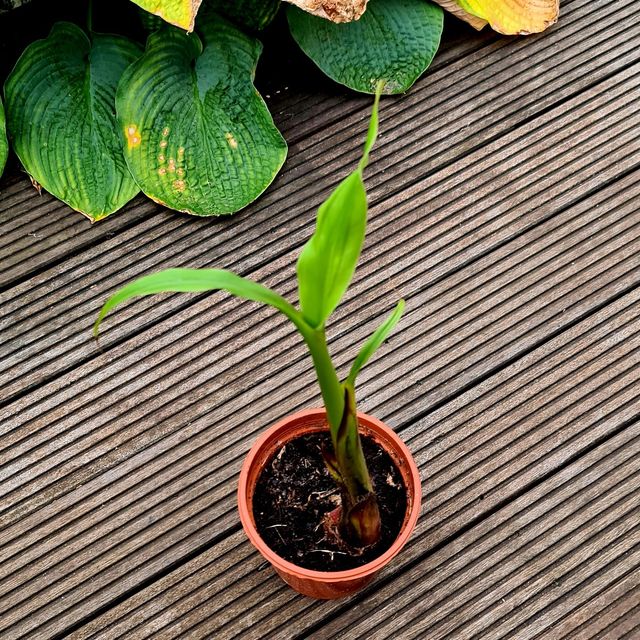 dracaena planta Dracaena Plant  Merle's Flower Shop