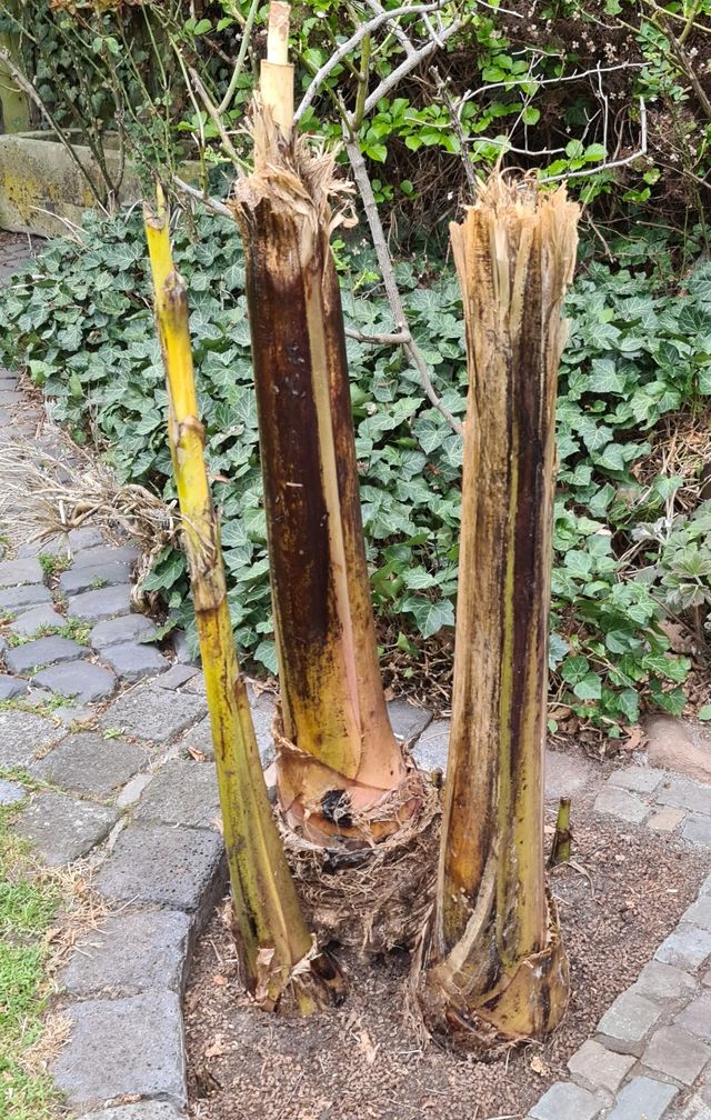 Die Tropen im Garten