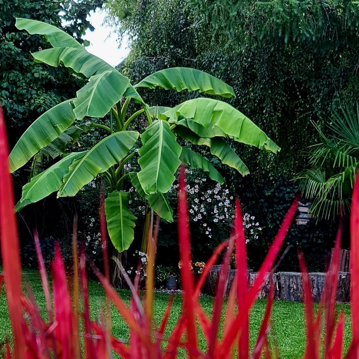 Die Tropen im Garten