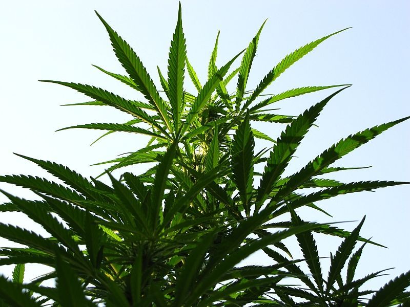 Cannabispflanze
