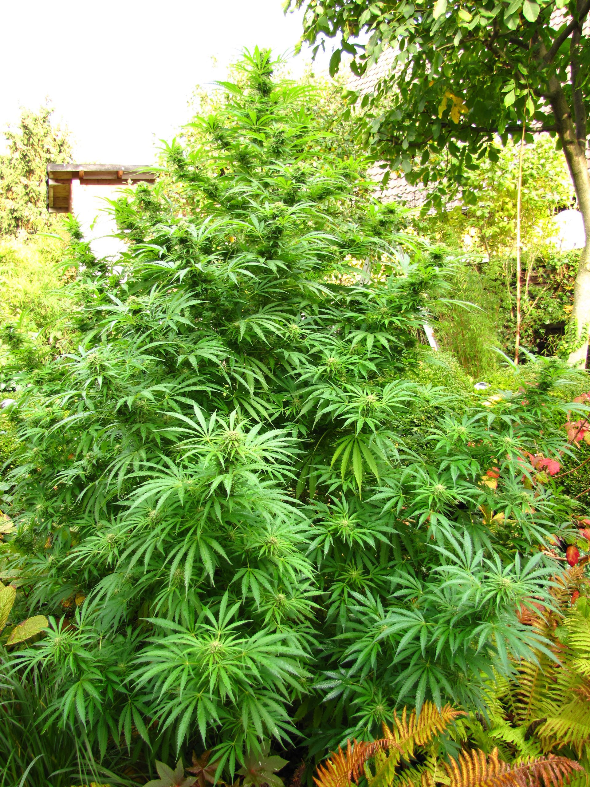 Cannabispflanze im Garten