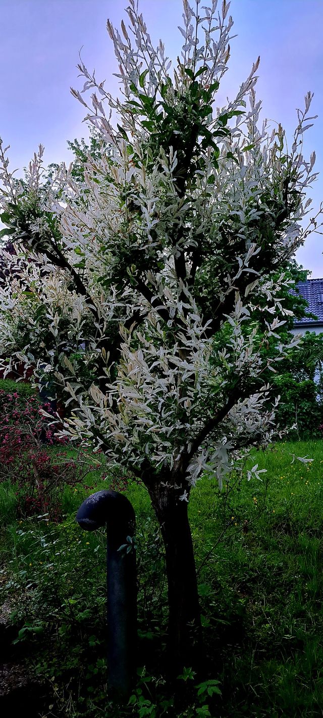 Verwandle deine Harlekinweide in ein Bonsai-Meisterwerk