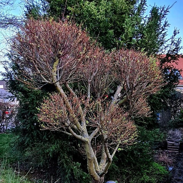 Verwandle deine Harlekinweide in ein Bonsai-Meisterwerk