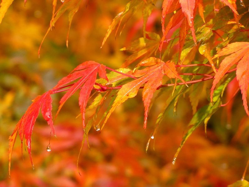 Acer palmatum Katsura Herbstfarbe