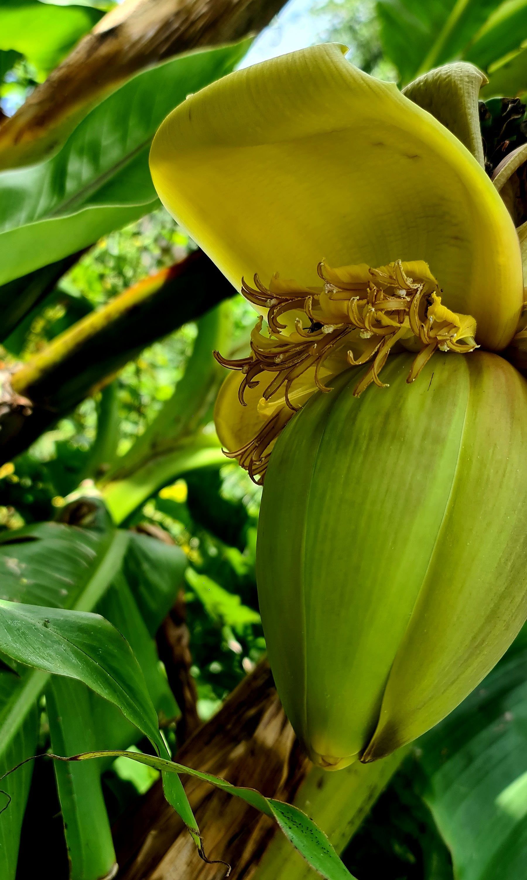 Bananenblüte