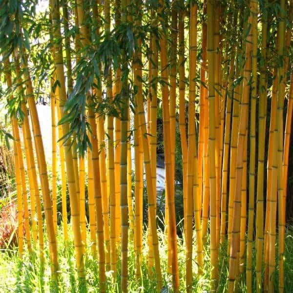 bambus nährstoffe Silicium Mangan Bambus 🌱 Jetzt online bestellen! – Dr. Peter Hartig main image 1