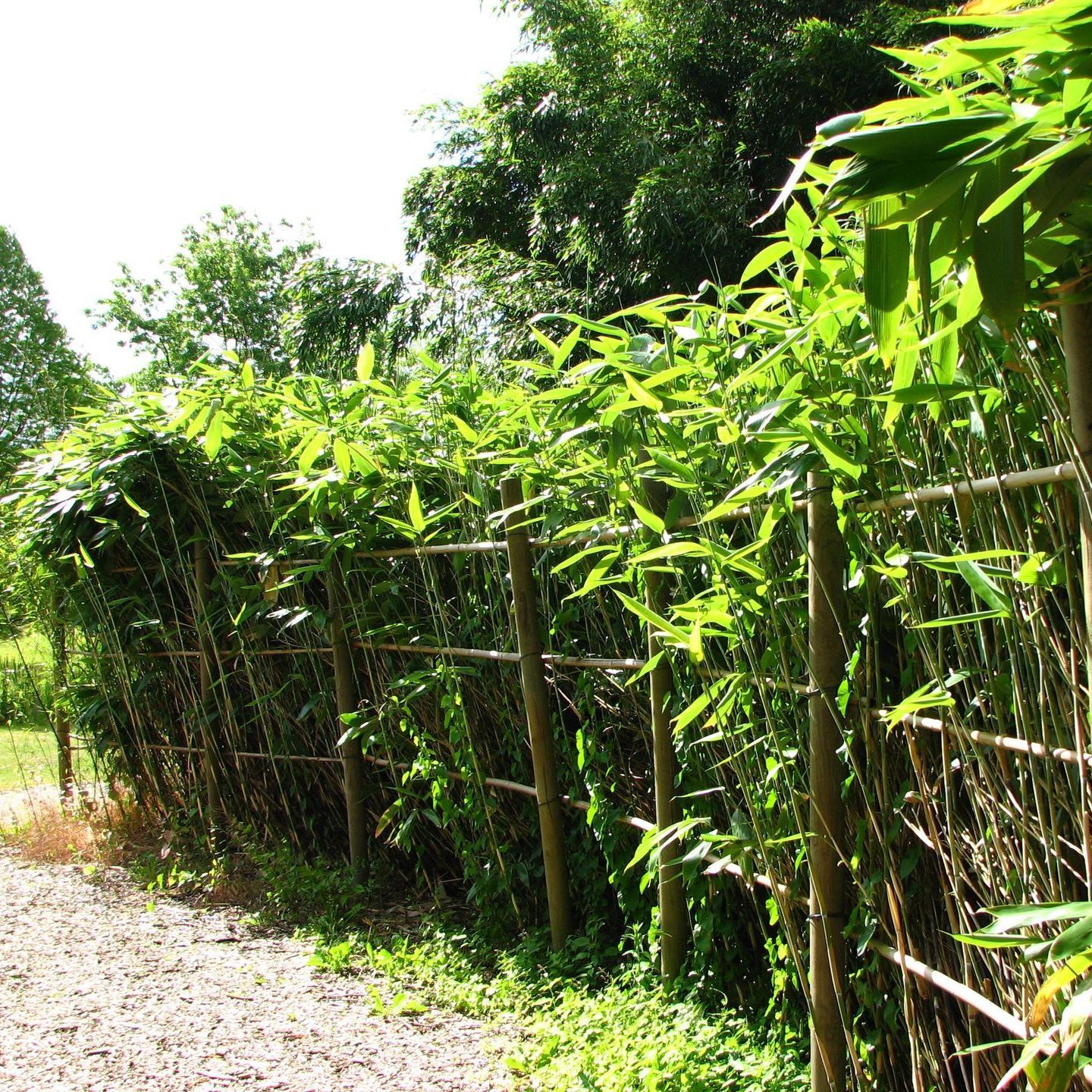 Sasa als geschnittene Hecke