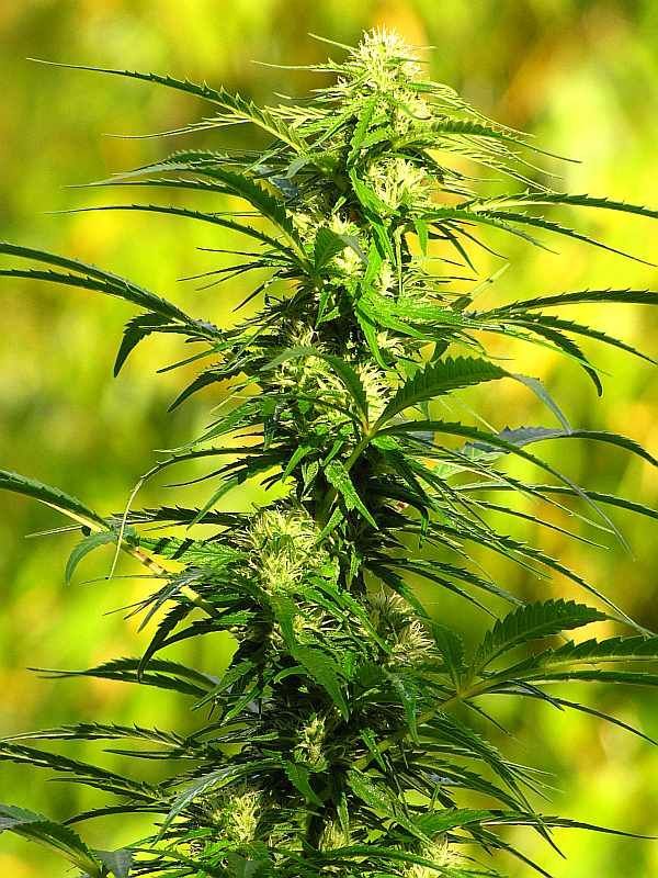 Blüte von Cannabis
