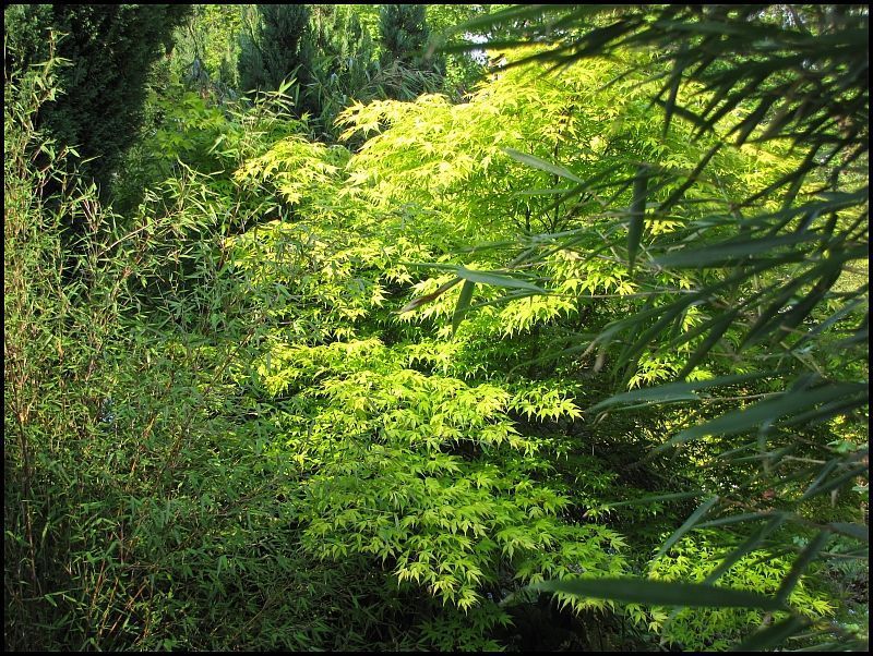 Acer palmatum Katsura mit Bambus
