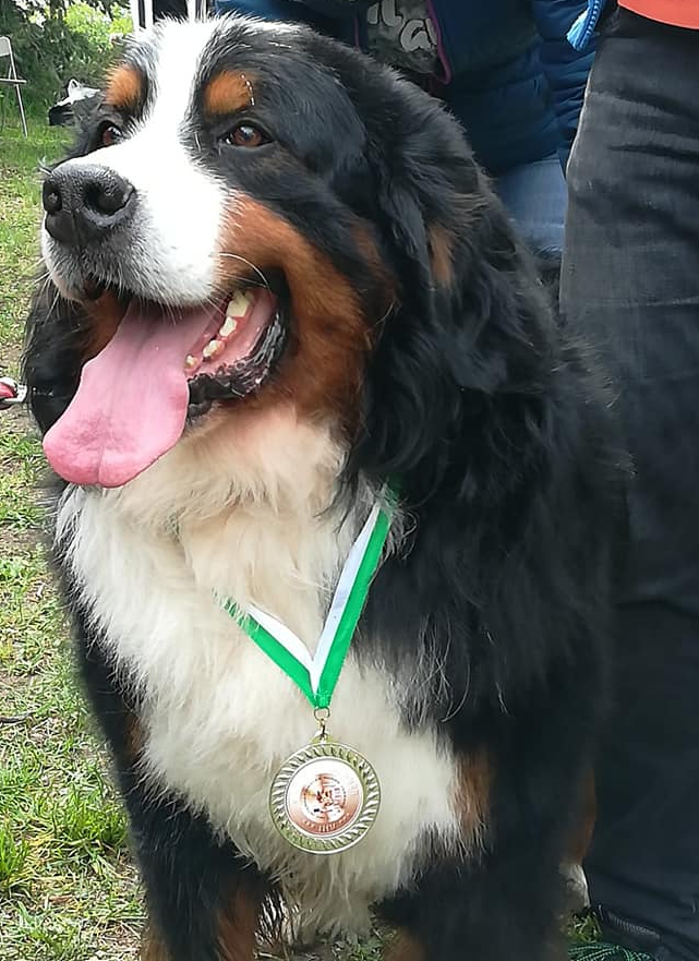 Berner Sennenhund Deckrüde Canio Campino