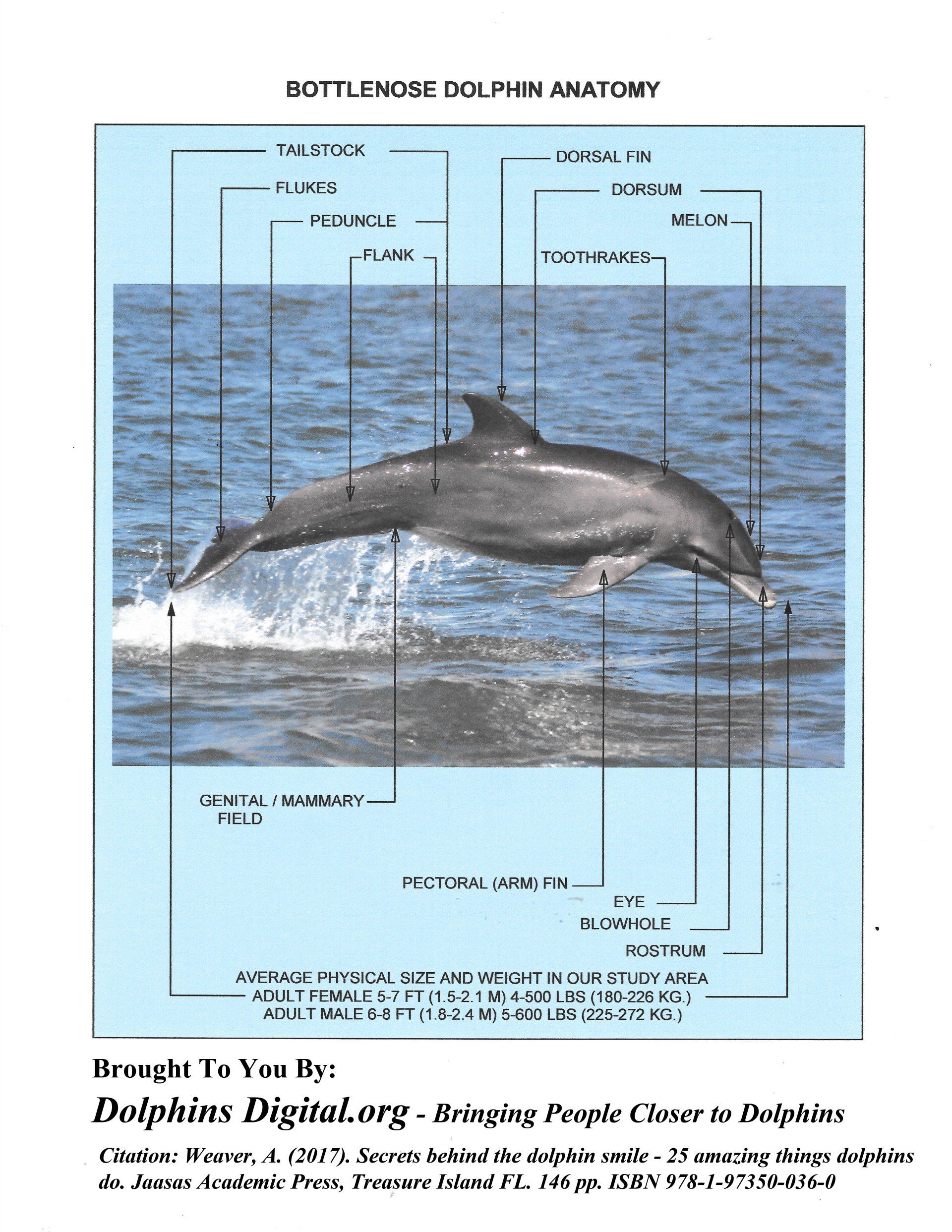 Illustrated Dolphin Anatomy