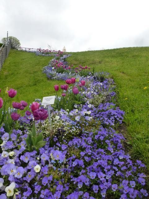 Blaue Frühjahrsblüher bilden einen Blumenbach am Hang