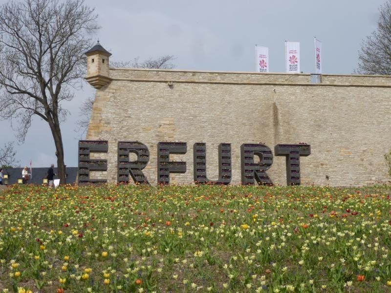 Tulpen am Aufgang zum Petersberg in Erfurt
