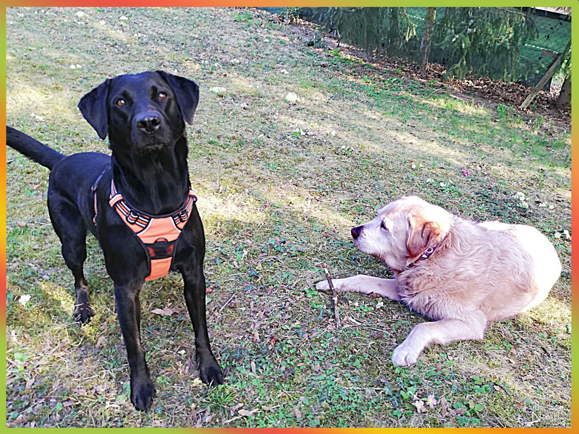 BAUKASTEN Hund Die Muskulatur