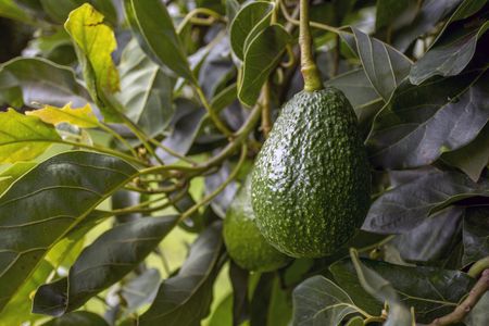 avo info